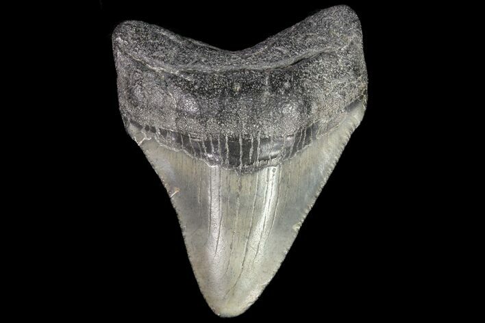 Juvenile Megalodon Tooth - Georgia #75314